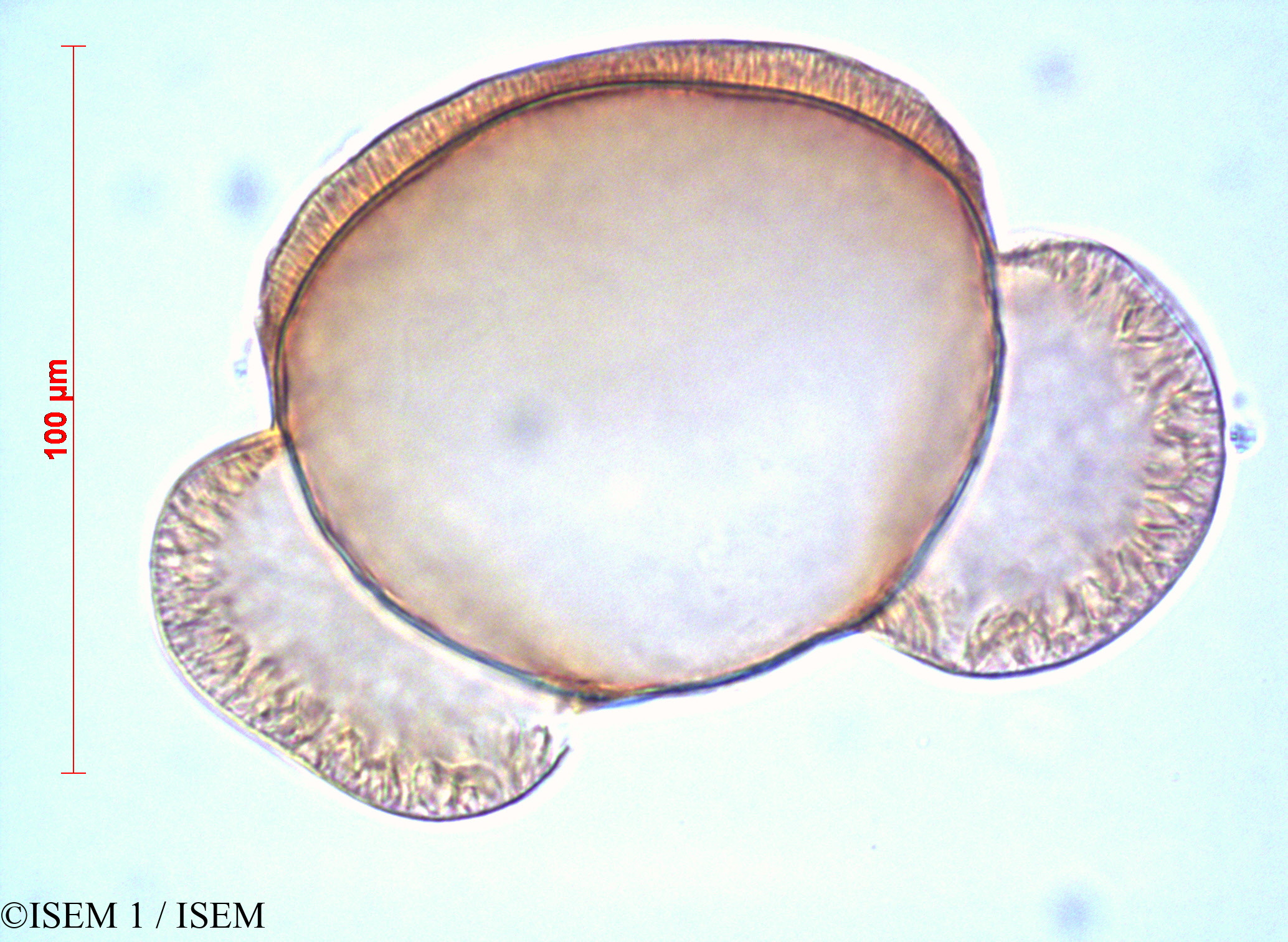 ISEM 1/Abies_cilicica_60446/Abies_cilicica_60446_0002(copy).jpg